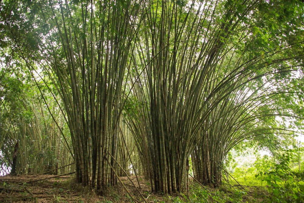 Bamboo Home
